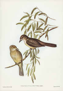 Brown Colluricincla Colluricincla brunnea illustrated by Elizabeth Gould 1804–1841 for John Gould’s 1804-1881 Birds of Australia 
