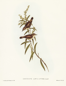 Buff-breasted Gerygone Gerygone laevigasterillustrated by Elizabeth Gould 1804–1841 for John Gould’s 1804-1881 Birds of Australia 