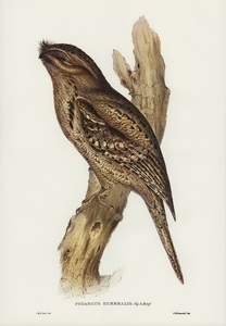 Tawny-shouldered Frogmouth Podargus humerals illustrated by Elizabeth Gould 1804–1841 for John Gould’s 1804-1881 Birds of Australia 