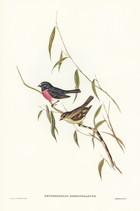Pink-breasted Wood-robin Erythrodryas rhodinogaster illustrated by Elizabeth Gould 1804–1841 for John Gould’s 1804-1881 Birds of Australia 