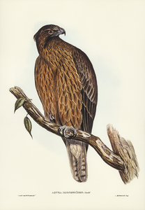 Little Australian Eagle Aquila Morphnoides illustrated by Elizabeth Gould 1804–1841 for John Gould’s 1804-1881 Birds of Australia 