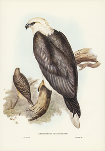 White-bellied Sea Eagle Ichthyiaetus leucosternus illustrated by Elizabeth Gould 1804–1841 for John Gould’s 1804-1881 Birds of Australia 