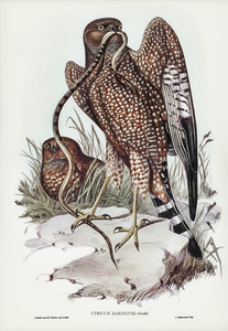 John Gould Birds of Australia 083