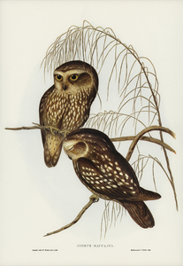 Spotted Owl Athene maculate illustrated by Elizabeth Gould 1804–1841 for John Gould’s 1804-1881 Birds of Australia 