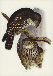 Winking Owl Athene connivers illustrated by Elizabeth Gould 1804–1841 for John Gould’s 1804-1881 Birds of Australia 