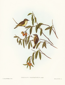 Green-backed Gerygone Gerygone chloronotus illustrated by Elizabeth Gould 1804–1841 for John Gould’s 1804-1881 Birds of Australia 