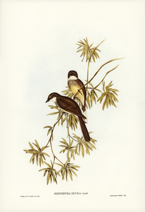 Northern Fantail Rhipidura isura illustrated by Elizabeth Gould 1804–1841 for John Gould’s 1804-1881 Birds of Australia 