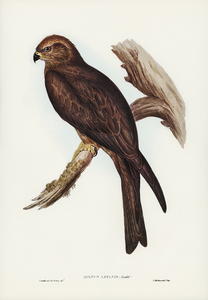 Allied Kite Milvus affinis illustrated by Elizabeth Gould 1804–1841 for John Gould’s 1804-1881 Birds of Australia 