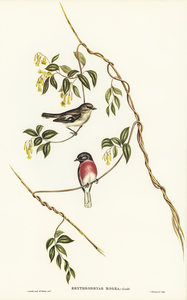 Rose-breasted Wood-robin Erythrodryas rosea illustrated by Elizabeth Gould 1804–1841 for John Gould’s 1804-1881 Birds of Australia 