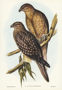 Whistling eagle illustrated by Elizabeth Gould 1804–1841 for John Gould’s 1804-1881 Birds of Australia 