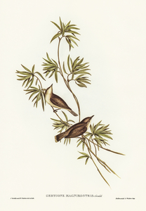 Olivaceous Pachycephala Pachycephala olivacea Vig&Horsf illustrated by Elizabeth Gould 1804–1841 for John Gould’s 1804-1881 Birds of Australia 