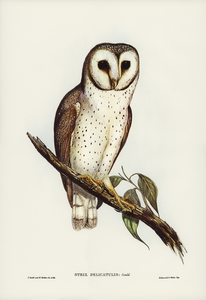Delicate Owl Strix delicatulus illustrated by Elizabeth Gould 1804–1841 for John Gould’s 1804-1881 Birds of Australia 