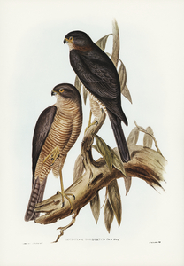 Collaed Sparrow Hawk Accipter torquatus illustrated by Elizabeth Gould 1804–1841 for John Gould’s 1804-1881 Birds of Australia 
