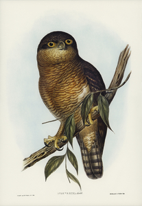 Rufous Owl Athene rufa illustrated by Elizabeth Gould 1804–1841 for John Gould’s 1804-1881 Birds of Australia 