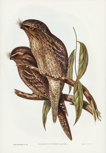Black-Breasted Buzzard Buteo melanosternon illustrated by Elizabeth Gould 1804–1841 for John Gould’s 1804-1881 Birds of Australia 