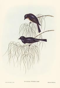 Shining Flycatcher Myiagra nitida illustrated by Elizabeth Gould 1804–1841 for John Gould’s 1804-1881 Birds of Australia 
