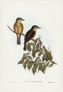 Little Colluricincla Colluricincla parvula illustrated by Elizabeth Gould 1804–1841 for John Gould’s 1804-1881 Birds of Australia 