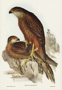 Radiated Goshawk Astur radintus illustrated by Elizabeth Gould 1804–1841 for John Gould’s 1804-1881 Birds of Australia 