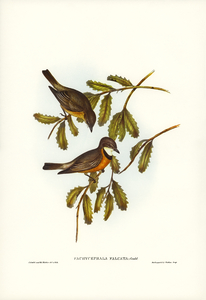 Lunated Pachycephala Pachycephala falcata illustrated by Elizabeth Gould 1804–1841 for John Gould’s 1804-1881 Birds of Australia 