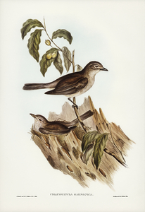 Harmonious Colluricincla Colluricincla harmonica illustrated by Elizabeth Gould 1804–1841 for John Gould’s 1804-1881 Birds of Australia 