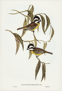 Frontal Shrike-Tit Falcunculus frontatus illustrated by Elizabeth Gould 1804–1841 for John Gould’s 1804-1881 Birds of Australia 