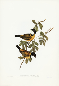 Black-tailed Pachycephala Pachycephala melanura illustrated by Elizabeth Gould 1804–1841 for John Gould’s 1804-1881 Birds of Australia 
