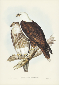 White-breasted Sea Eagle Haliaster leucosternus illustrated by Elizabeth Gould 1804–1841 for John Gould’s 1804-1881 Birds of Australia 