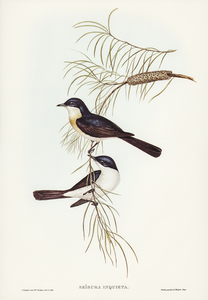 Restless Flycatcher Seisura inquieta illustrated by Elizabeth Gould 1804–1841 for John Gould’s 1804-1881 Birds of Australia 
