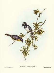 Pretty Flycatcher Myiagra concinna illustrated by Elizabeth Gould 1804–1841 for John Gould’s 1804-1881 Birds of Australia 