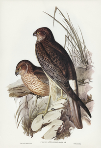 Allied Harrier Circus assimilis illustrated by Elizabeth Gould 1804–1841 for John Gould’s 1804-1881 Birds of Australia 