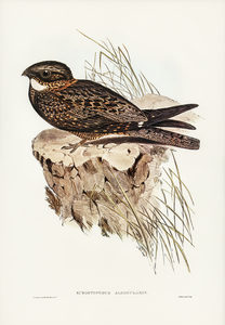 White-throated Goat-sucker Eurostopodus albogularis illustrated by Elizabeth Gould 1804–1841 for John Gould’s 1804-1881 Birds of Australia 