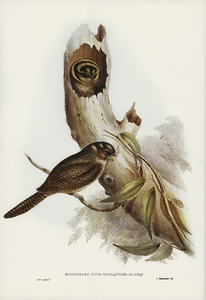 Owlet Nightjar Aegotheles nova-hollandie illustrated by Elizabeth Gould 1804–1841 for John Gould’s 1804-1881 Birds of Australia 