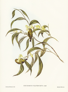 Yellow Weebill Smicrornis flavescens illustrated by Elizabeth Gould 1804–1841 for John Gould’s 1804-1881 Birds of Australia 