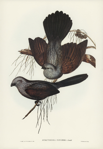 Grey Struthidea Struthidea cinerea illustrated by Elizabeth Gould 1804–1841 for John Gould’s 1804-1881 Birds of Australia 