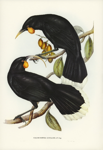 Gould&39s Neomorpha Neomorpha Gouldii illustrated by Elizabeth Gould 1804–1841 for John Gould’s 1804-1881 Birds of Australia 