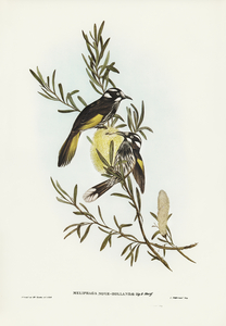 New Holland Honey-eaterillustrated by Elizabeth Gould 1804–1841 for John Gould’s 1804-1881 Birds of Australia 
