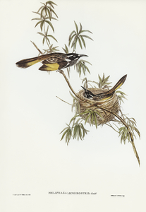 Long-billed Honey-eater Meliphaga longirostris illustrated by Elizabeth Gould 1804–1841 for John Gould’s 1804-1881 Birds of Australia 