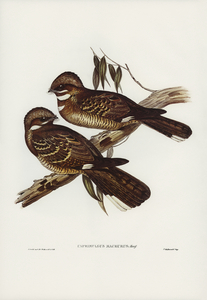 Large-tailed Goat-sucker Caprimulgus macrurus Horsf illustrated by Elizabeth Gould 1804–1841 for John Gould’s 1804-1881 Birds of Australia 