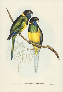 Bauers Parrakeet Platycercus Bauerii illustrated by Elizabeth Gould 1804–1841 for John Gould’s 1804-1881 Birds of Australia 