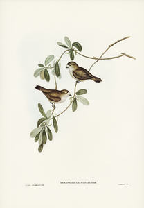 White-faced Xerophila Xerophila leucopsis illustrated by Elizabeth Gould 1804–1841 for John Gould’s 1804-1881 Birds of Australia 