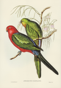 King Lory Aprosmictus scapulatus illustrated by Elizabeth Gould 1804–1841 for John Gould’s 1804-1881 Birds of Australia 