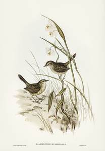Striated Reed Lark alamanthus fuliginosus illustrated by Elizabeth Gould 1804–1841 for John Gould’s 1804-1881 Birds of Australia 