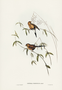 Masked Grass Finch Poephila personata illustrated by Elizabeth Gould 1804–1841 for John Gould’s 1804-1881 Birds of Australia 