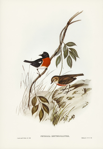 Norfolk Island Robin Petroica erythrogastra illustrated by Elizabeth Gould 1804–1841 for John Gould’s 1804-1881 Birds of Australia 