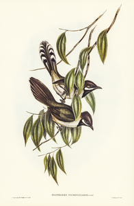 Black-throated Psophodes Psophodes nigrogularis illustrated by Elizabeth Gould 1804–1841 for John Gould’s 1804-1881 Birds of Australia 