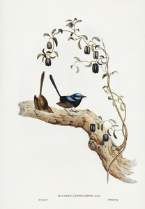 Long-tailed Wren Malurus longicaudus illustrated by Elizabeth Gould 1804–1841 for John Gould’s 1804-1881 Birds of Australia 