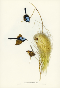Blue Wren Malurus cyaneus illustrated by Elizabeth Gould 1804–1841 for John Gould’s 1804-1881 Birds of Australia 