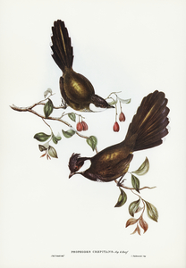 Coach-whip Bird Psophodes crepitans illustrated by Elizabeth Gould 1804–1841 for John Gould’s 1804-1881 Birds of Australia 