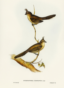 Crested Wedge-bill Sphenostoma cristata illustrated by Elizabeth Gould 1804–1841 for John Gould’s 1804-1881 Birds of Australia 