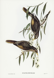 Black-throated Psophodes Psophodes nigrogularis illustrated by Elizabeth Gould 1804–1841 for John Gould’s 1804-1881 Birds of Australia 